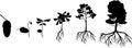 Black silhouette of life cycle of oak tree. Growth stages from acorn and sprout to old tree with root system Royalty Free Stock Photo